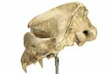 Fossil Upper Cave Bear (Ursus Spelaeus) Skull With Stand #227516-10